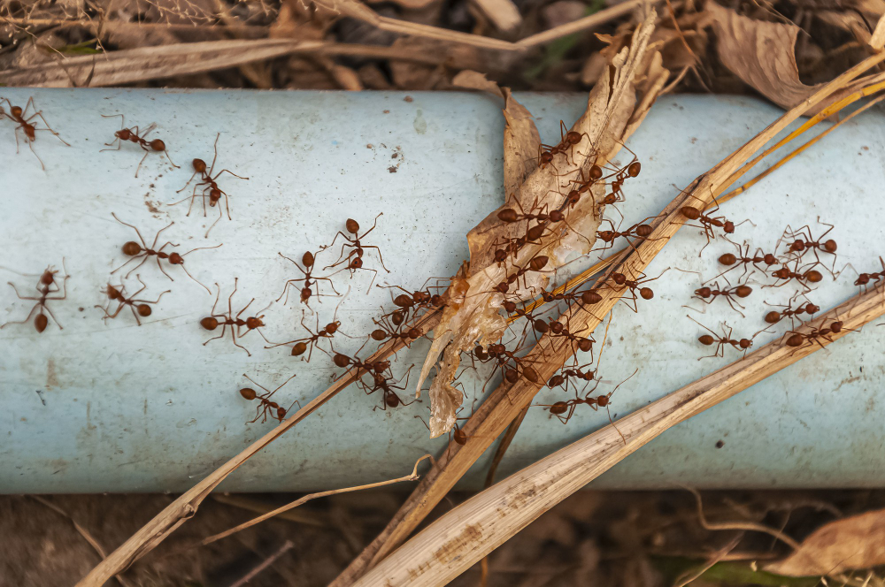 Anti Termite Treatment